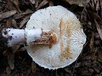 Leucoagaricus cupresseus image