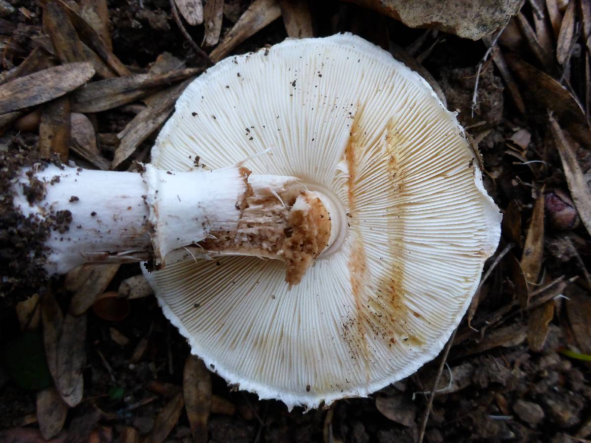 Leucoagaricus cupresseus image