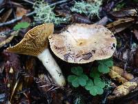 Lactarius argillaceifolius var. megacarpus image