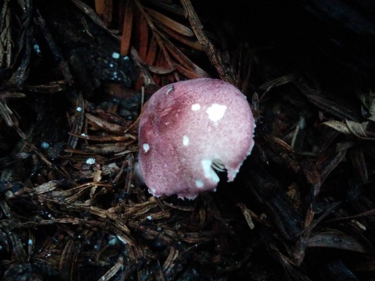 Lepiota roseolivida image