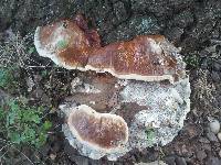 Ganoderma sessile image