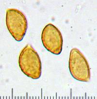 Cortinarius lilacinocolossus image