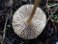 Entoloma chloropolium image