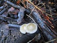 Mycena galericulata image