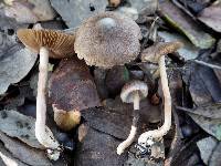 Inocybe langei image