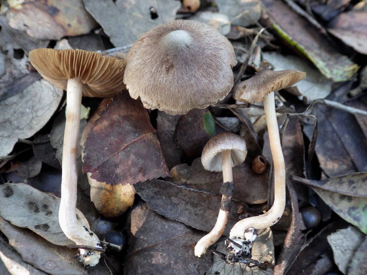 Inocybe langei image