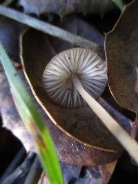 Mycena californiensis image