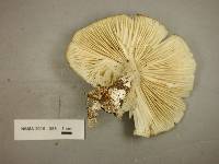 Megacollybia rodmani image