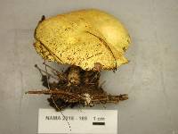 Suillus americanus image