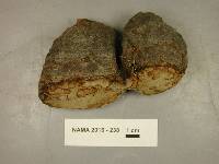 Fomes excavatus image