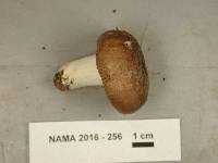 Russula brunneola image