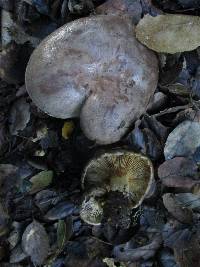 Lactarius argillaceifolius var. megacarpus image