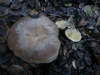 Lactarius argillaceifolius image