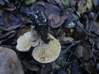 Lactarius argillaceifolius image