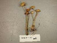 Gymnopus confluens image