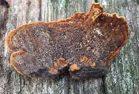 Hydnoporia tabacina image
