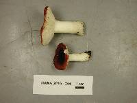 Russula aquosa image