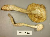 Amanita longipes image