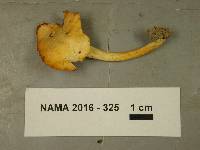 Cantharellus septentrionalis image