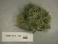 Cladonia furcata image
