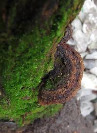 Phellinus robiniae image