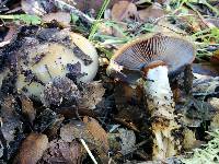 Cortinarius glutinosoarmillatus image