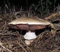 Agaricus pilatianus image