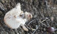 Lepiota ochraceodisca image