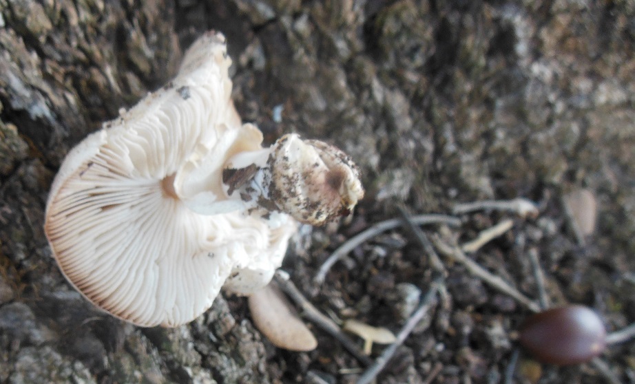 Lepiota ochraceodisca image