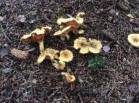 Hygrophoropsis aurantiaca image