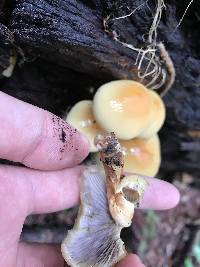 Hypholoma capnoides image