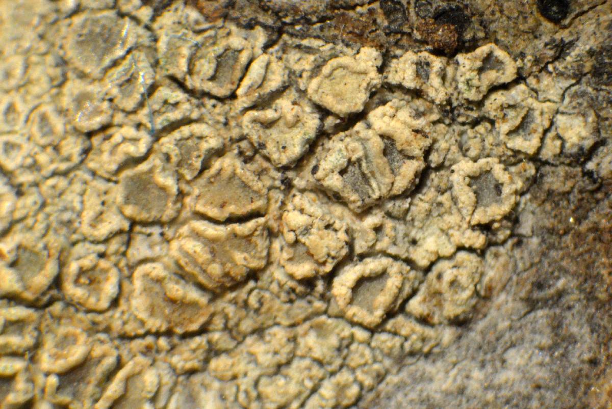 Lecanora substrobilina image