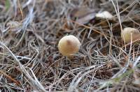 Inocybe sindonia image