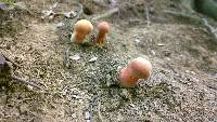 Boletus pallidoroseus image