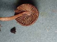 Inocybe cincinnata var. major image