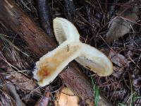 Lactarius croceus image