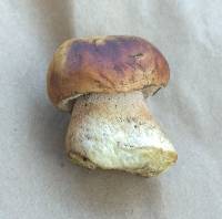 Boletus rubriceps image