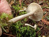 Pseudoclitocybe cyathiformis image