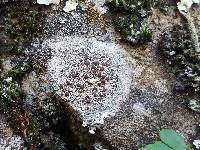 Lecanora pseudistera image