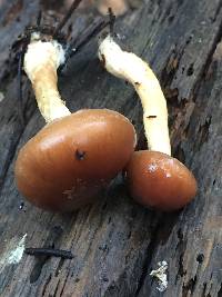 Pholiota velaglutinosa image