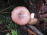 Russula queletii image