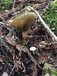 Lactarius rubrilacteus image