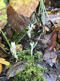 Clavulina rugosa image