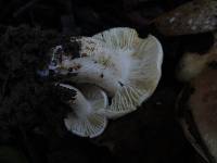 Hygrophorus roseobrunneus image