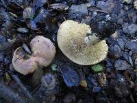 Lactarius argillaceifolius image