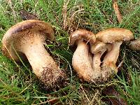 Paxillus involutus image