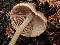 Psathyrella prona image