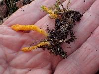 Cordyceps militaris image