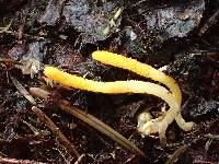 Cordyceps militaris image