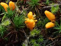 Cordyceps militaris image